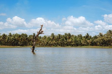 Filipinlerdeki doğal bir göldeki ölü bir ağacın gövdesi.
