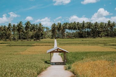 Filipinlerdeki bazı ekili tarlalar arasındaki yol