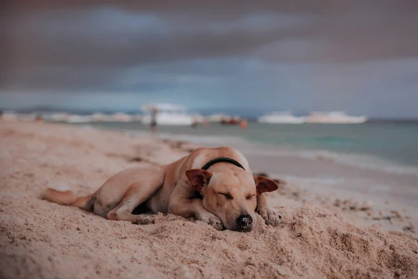 Hund Liegt Strand Auf Den Philippinen — Stockfoto