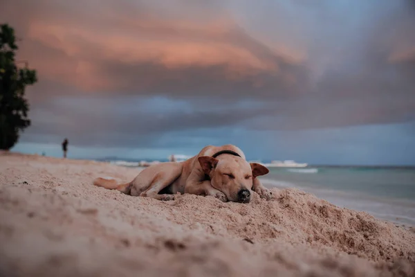 Dog Rests Lying Beach Philippines — Stock Photo, Image