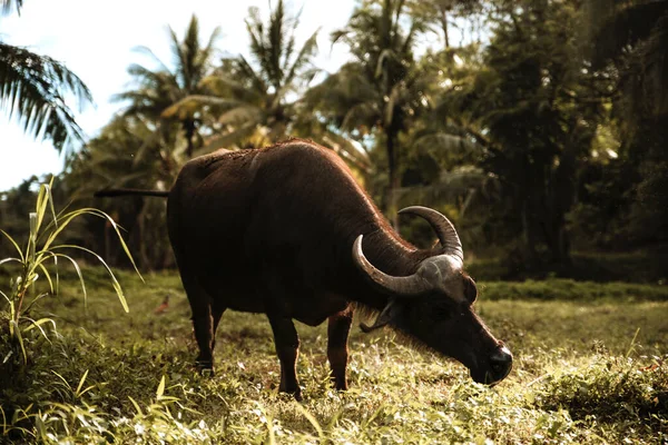 an asian buffalo in the vegetation of the bohol forest in the philippines