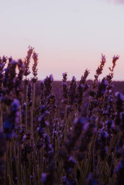 Güzel detay kokulu lavanta çiçekleri alan mükemmel parlak orkide renk Provence Fransa. Tarım, parfüm, kozmetik Spa, tıbbi Sanayi ve çeşitli reklam malzemeleri için görüntü