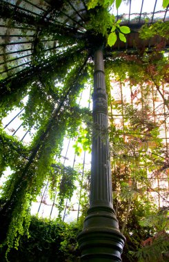 Madrid Kraliyet Botanik Bahçesi, İspanya, manzara. Kamu binasının içinde her yer güzel yeşil bitki örtüsüyle kaplıydı..