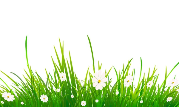 Kamille und Gras auf weißem Hintergrund — Stockvektor