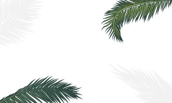 Beyaz arkaplanda palmiye dalları — Stok Vektör