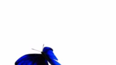 Mavi kelebek uçuyor, sanat videosu illüstrasyonu.