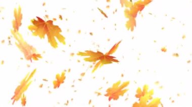 Beyaz bir arka plan üzerinde Mevsimsel sonbahar yaprağı sonbahar, sanat video illüstrasyon.