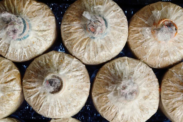 mantar sürecinin yetiştirmek dikim, tarım Tayland