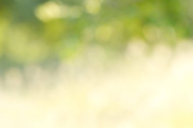 yumuşak yeşil bokeh arka plan