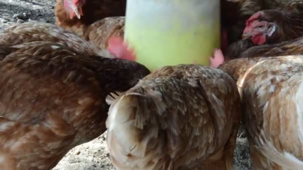 닭고기를 집짓기 1920X1080 — 비디오