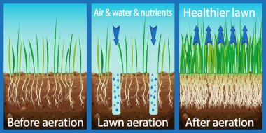 Aeration of the lawn. Enrichment with oxygen water and nutrients to improve lawn growth. Before and after aeration: gardening, lawn care services. Advantages, aeration. Vector clipart