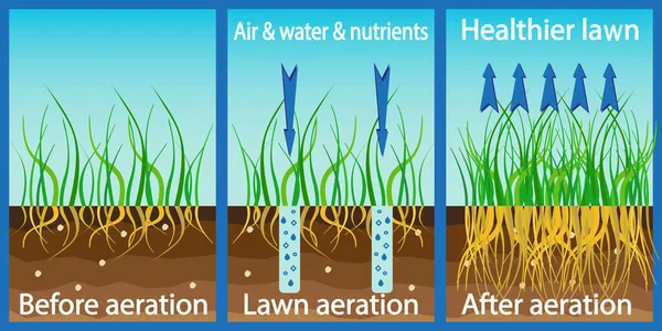 Aeration Lawn Enrichment Oxygen Water Nutrients Improve Lawn Growth Aeration — Stock Vector