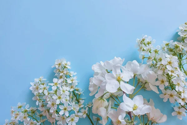 Vita Blommor Gränsen Blå Bakgrund Ram Blommande Körsbär Och Fågel — Stockfoto