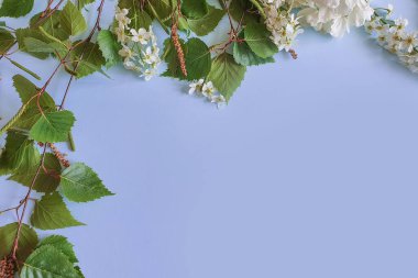 Mavi arka planda taze yeşil huş ağacının yaprakları ve çiçek açan dalların olduğu bir çerçevenin üst görüntüsü. Metin ya da ürün için yer. Yaz tazeliği kavramı.