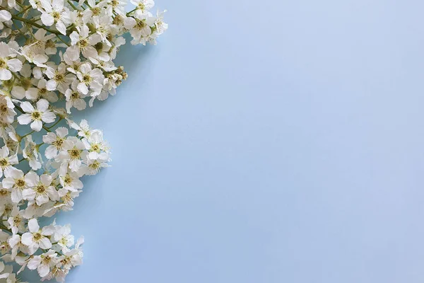 Widok Góry Kwitnącej Granicy Kwiatu Jasnoniebieskim Tle Leżeć Płasko Letnia — Zdjęcie stockowe