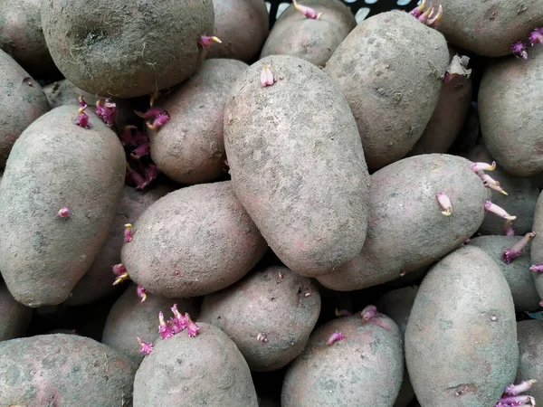 発芽したジャガイモ塊茎 トップビュー ライフスタイル — ストック写真