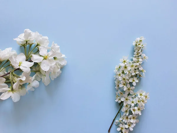 Pastellblå Bakgrund Och Blommande Vita Blommor Ovanifrån Fri Plats För — Stockfoto