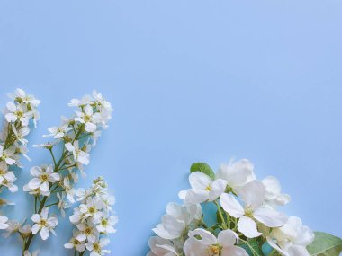 Mavi arka planda kiraz / elma ve kuş kirazı dalları açıyor. Düz yatıyordu. Yaz ve bahar fotoğrafçılığı, bir sürü beyaz çiçek, üst manzara..