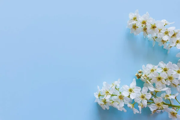 Świeże Gałęzie Kwiatów Wiśni Jasnoniebieskim Tle Pastelowy Kolor Piękny Sztandar — Zdjęcie stockowe