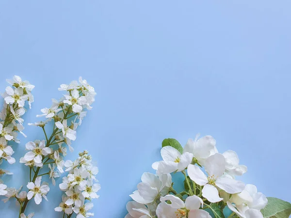 Blommande Grenar Körsbär Äpple Och Fågel Körsbär Blå Bakgrund Ett — Stockfoto