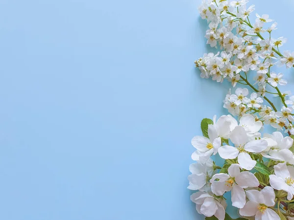 Granica Kwiatów Prawej Białe Kwitnące Gałęzie Czereśni Ptasiej Wiśni Niebieskim — Zdjęcie stockowe