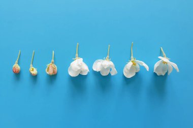 Bir meyve ağacının çiçek açan tomurcuğu. Parlak mavi arka planda beyaz küçük çiçekler. Hayatın refahı kavramı. Üst görünüm, yaşam tarzı, yakın görünüm.