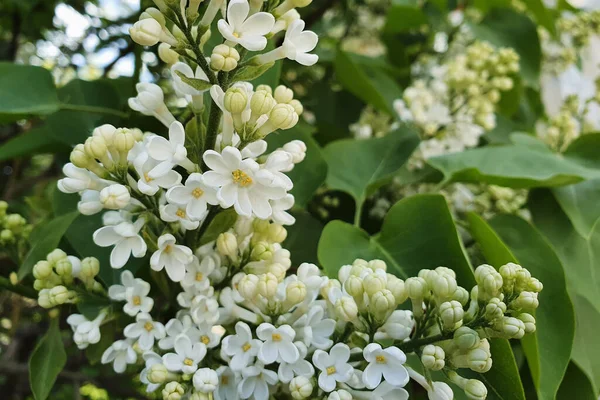 Zdjęcia Ostrości Pozostawiono Zdjęciu Dziesięciolistnym Kwiatku Białego Liścia Rozmyte Miękkie — Zdjęcie stockowe