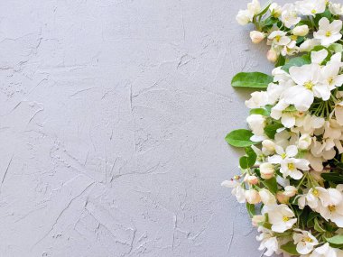 Gri arkaplanda çiçek açan bir elma dalının üst görüntüsü. Ürün geçmişi, davetiyeler ve kartlar için temel. Yaşam tarzı ve çiçekli ev..