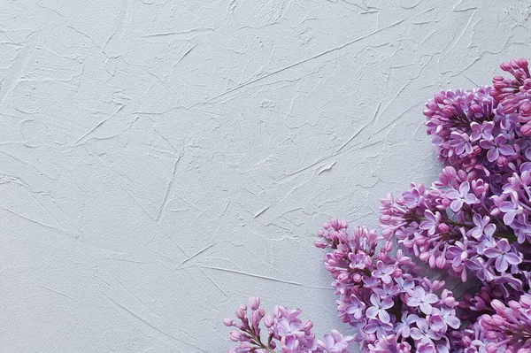 Gri dokuya sahip sulu kokulu leylak. Çiçek düzlüğü, üst görünüm.