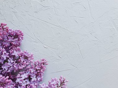 Gri beton desenli arka planda pembe leylak çiçekleri var. Bahar kartı / davetiye temeli. İlkbahar konsepti. Çiçek çerçevesi, düz konum, kopyalama alanı.