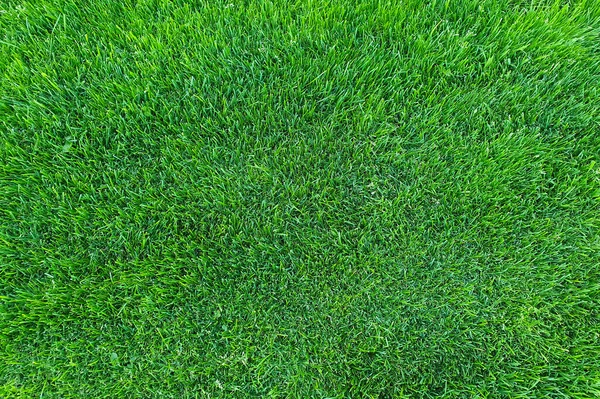 Green Grass Texture Juicy Trimmed Lawn Nobody Top View Copy — Stock Photo, Image