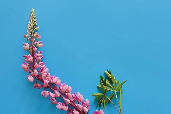 Lupino Largo Rosa Brillante Sobre Fondo Azul Cielo Concepto Primavera — Foto de Stock