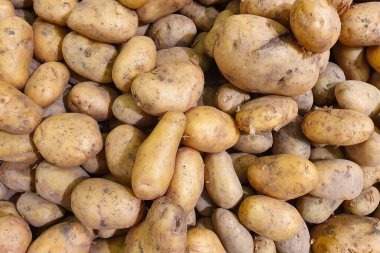 Taze patates hasadı. Yakın plan organik tatlı yarasalar. Üst görünüm.