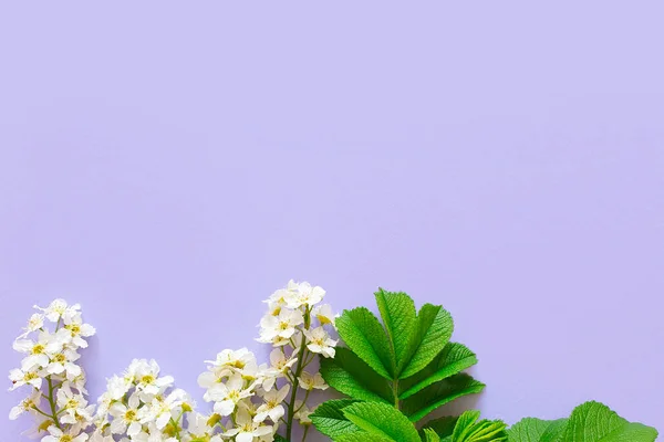 Çiçek kompozisyonu. Beyaz çiçekler ve lavanta arka planda parlak yeşil ahududu yaprakları. Yaz kavramı. Düz konum, üst görünüm, kopyalama alanı