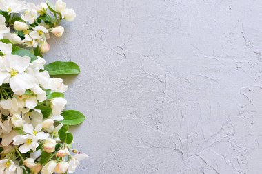 Çiçek açan elma ve armut dalları olan açık gri beton tabanlı. Üst görünüm, ürün arkaplan, model dergi.