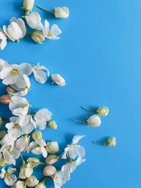 Blommande Enstaka Knoppar Ett Äppelträd Klarblå Bakgrund Äppelträd Blommönster Sommarbakgrund — Stockfoto