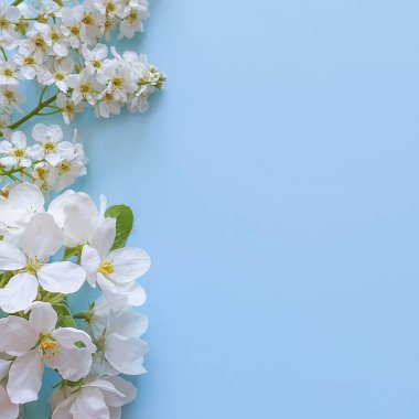 Çiçek kompozisyonu. Pudra mavisi arkaplanda beyaz çiçeklerden yapılmış çerçeve. Düz konum, üst görünüm, kare, kopyalama alanı.