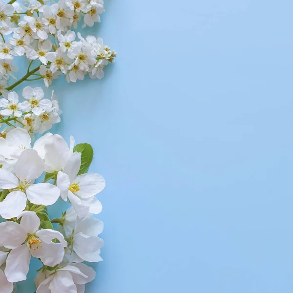 Skład Kwiatów Ramka Wykonana Białych Kwiatów Jasnoniebieskim Tle Płaskie Ułożenie — Zdjęcie stockowe