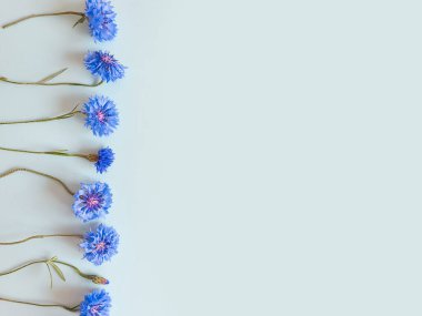 Pastel mavi arka planda mavi çiçek çizgisi. Üst görünüm, boşluğu kopyala. Bir metin ya da güzellik ürünü için boş alan. Yaşam biçimi.