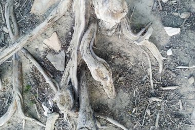 Ağaç kökleri. Bu kuru bir gölün dibindeki selvi çiçeği Taxodium distichum.