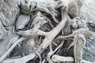 Ağaç kökleri. Bu kuru bir gölün dibindeki selvi çiçeği Taxodium distichum.