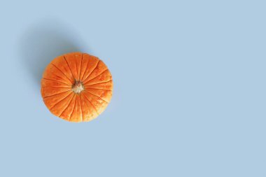 Pastel mavi arka planda sulu bir balkabağı manzarası. Sonbahar, sonbahar, Cadılar Bayramı konsepti. Eğilim gölgesi, boşluk kopyala.