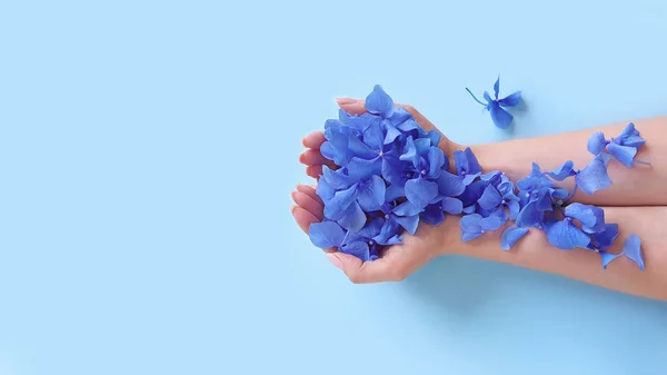 Top view of female hands with hydrangea flowers on blue background. Fashion art and beauty flatlay, colored shadows.