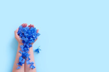 Mavi arka planda ortanca çiçekleri olan kadın ellerinin üst görüntüsü. Moda sanatı ve güzellik düzlüğü, renkli gölgeler. El bakımını kabul et