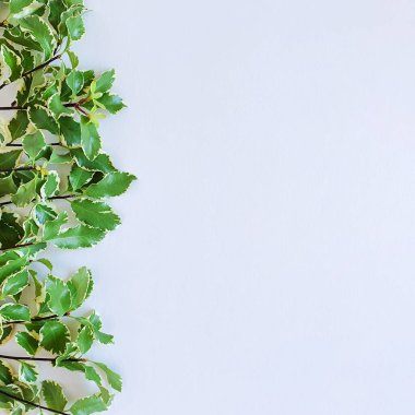 Bitkisel hat / sınır ve hamur ya da ürününüz için bedava alan. Kare fotoğraf, düz yatak. Üst görünüm, yakın çekim.