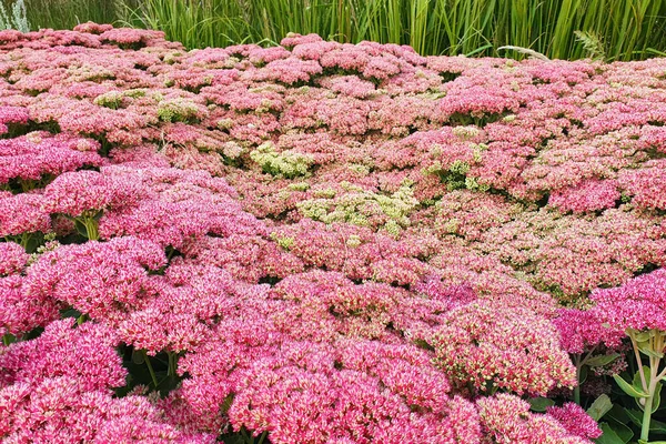 Hylotelephium veya Sedum Herbstfreude veya Stonecrop Autumn Joy. Çok fazla kırmızı çiçek. Yaklaş, seçici odaklanma