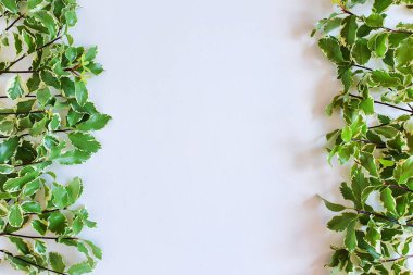 Bitkisel çizgiler / sınırlar ve hamur ya da ürününüz için serbest alan. Üst görünüm, yakın çekim.