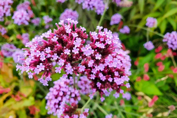 Macroplano Cabeza Flor Una Planta Verbena Buenos Aires Purpletop Vervain — Foto de Stock