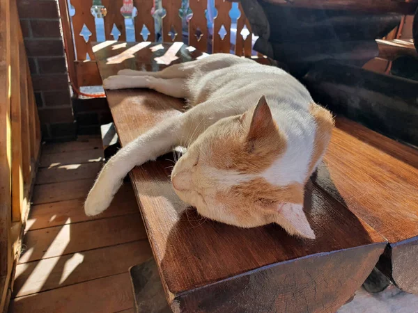 Gatto Bianco Rosso Che Dorme Panchina Ombra — Foto Stock