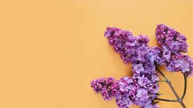 Açık sarı turuncu arka planda leylak çiçekleri. Çerçeve ya da kenar, düz çizgi. Metin ve ürün, model, üst görünüm için boş alan.